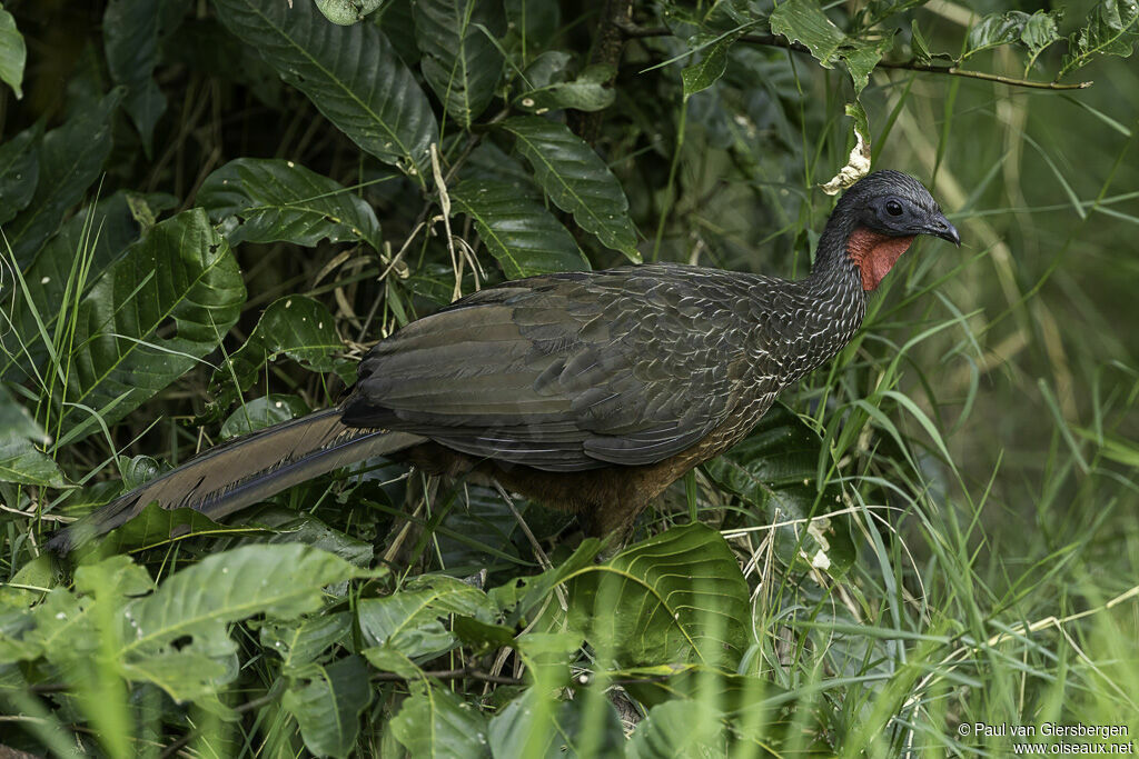 Spix's Guanadult