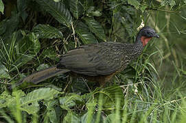 Spix's Guan