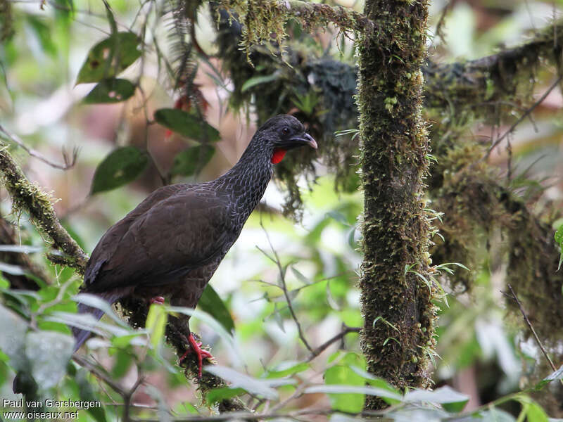 Andean Guanadult, habitat, pigmentation