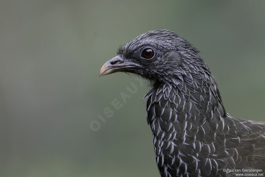 Andean Guanadult