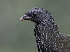 Andean Guan