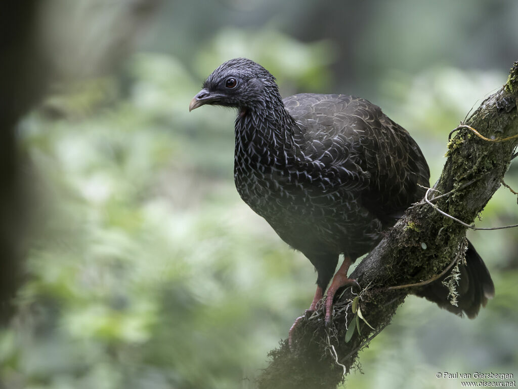 Andean Guanadult