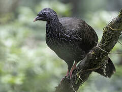 Andean Guan