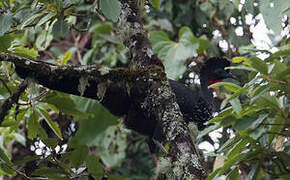 Crested Guan