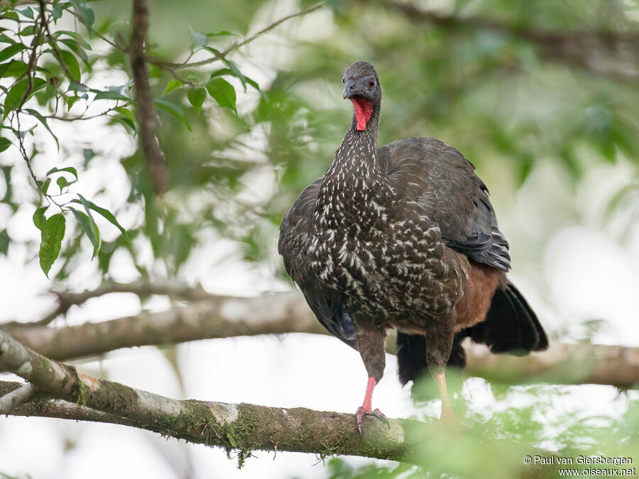 Crested Guanadult