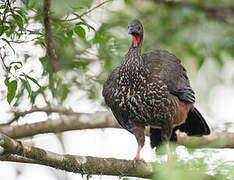 Crested Guan