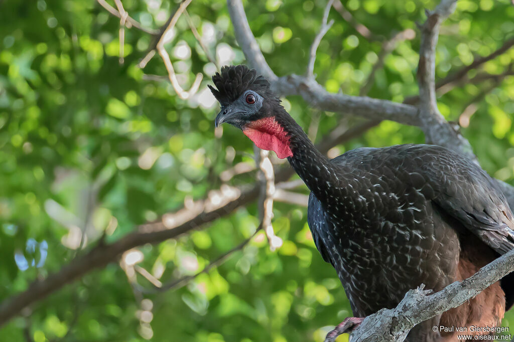 Crested Guanadult