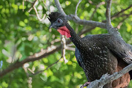 Crested Guan