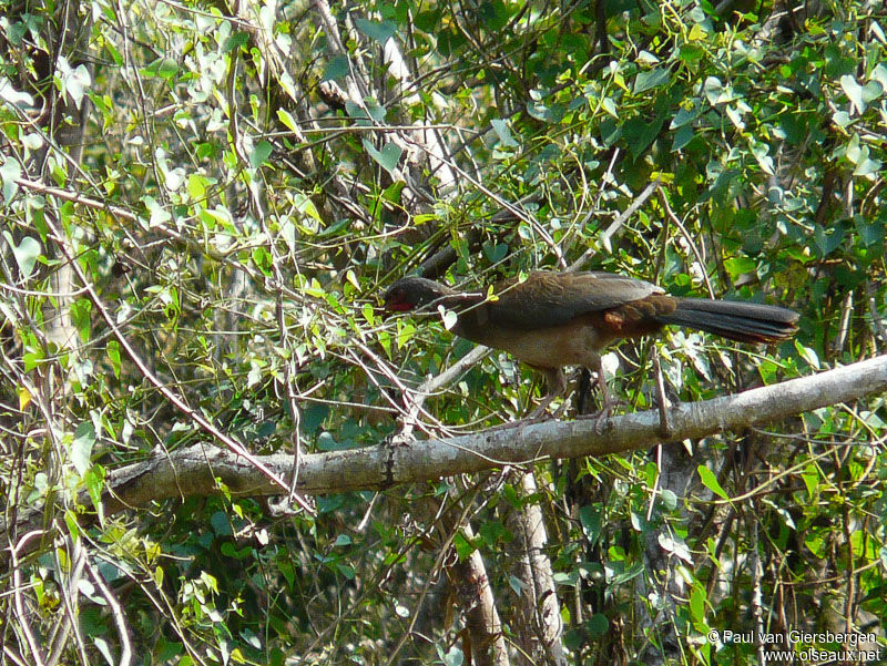 Rusty-margined Guanadult