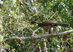 Rusty-margined Guan