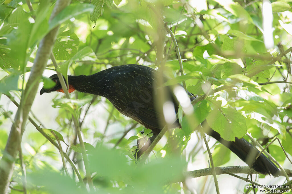 Dusky-legged Guanadult