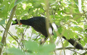 Dusky-legged Guan