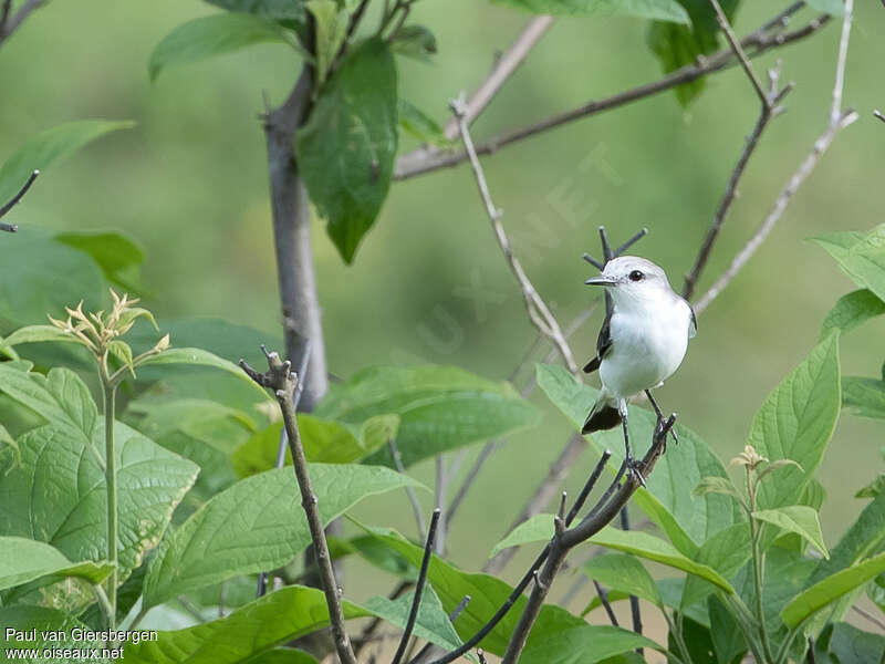 White-rumped Monjitaadult, habitat