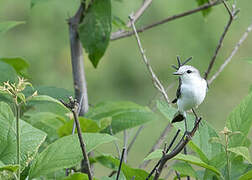 White-rumped Monjita