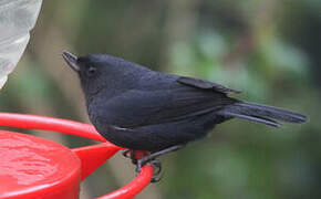 White-sided Flowerpiercer