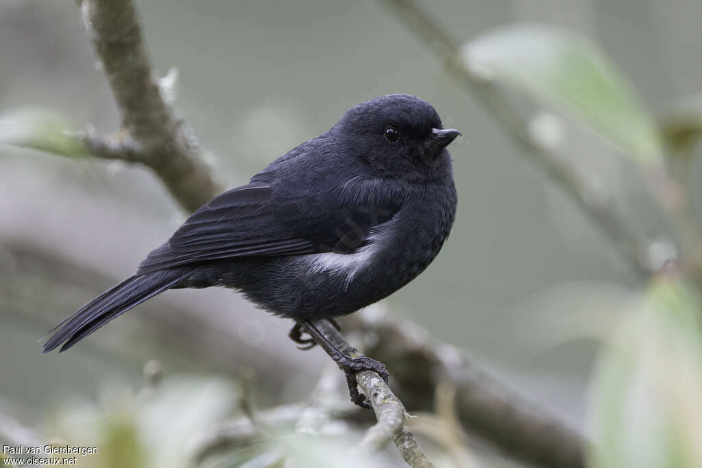 White-sided Flowerpiercer male adult, pigmentation