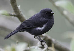 White-sided Flowerpiercer