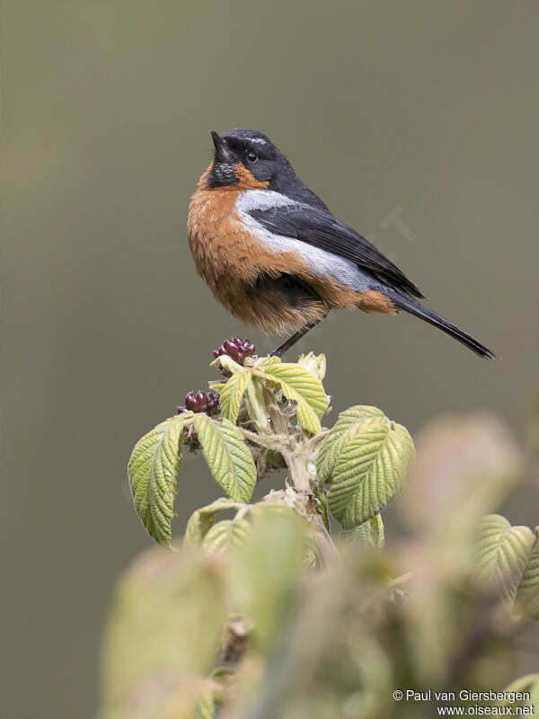 Black-throated Flowerpierceradult