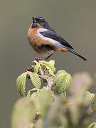 Black-throated Flowerpiercer