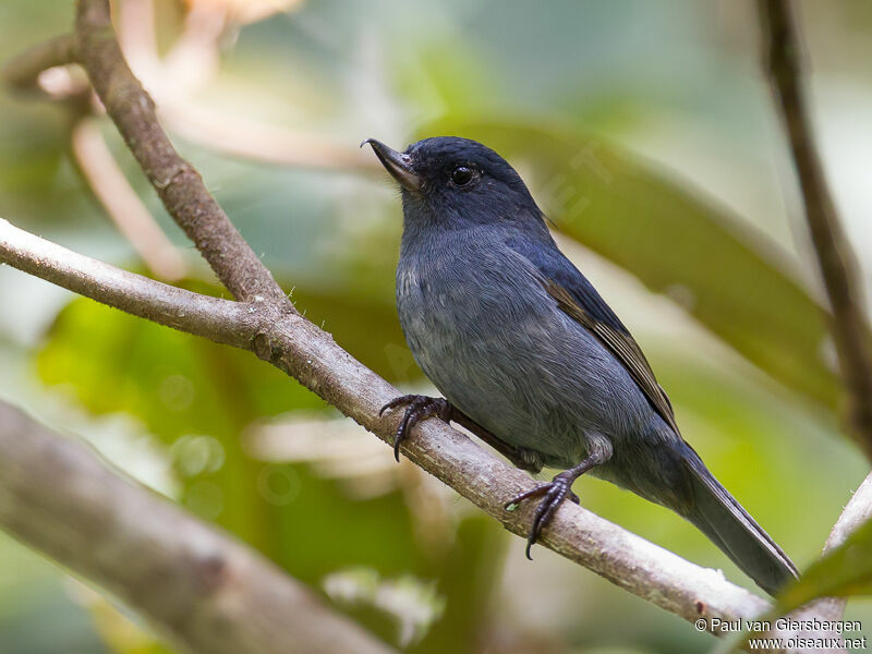 Slaty Flowerpiercer