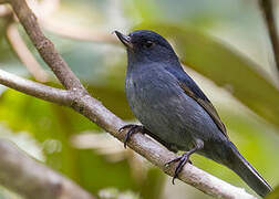 Slaty Flowerpiercer