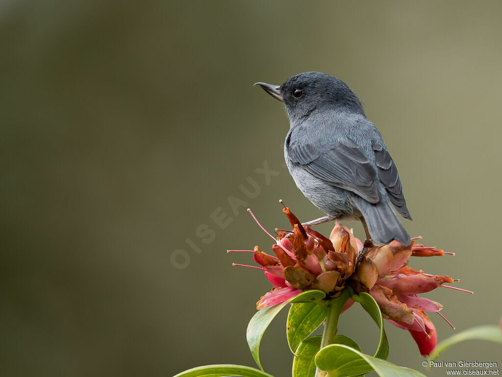 Slaty Flowerpierceradult