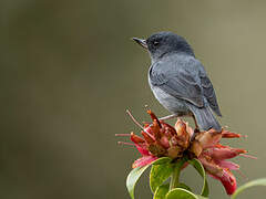 Slaty Flowerpiercer