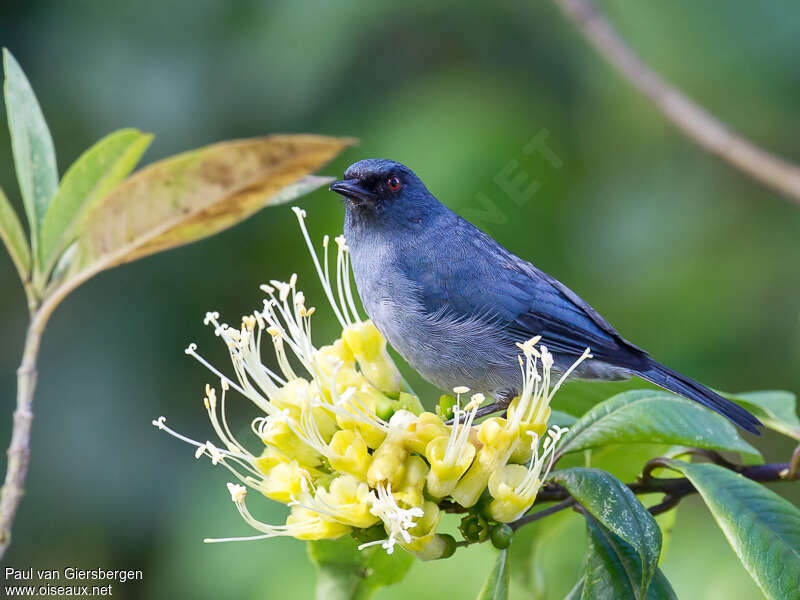 Bluish Flowerpierceradult