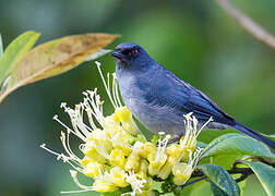 Bluish Flowerpiercer