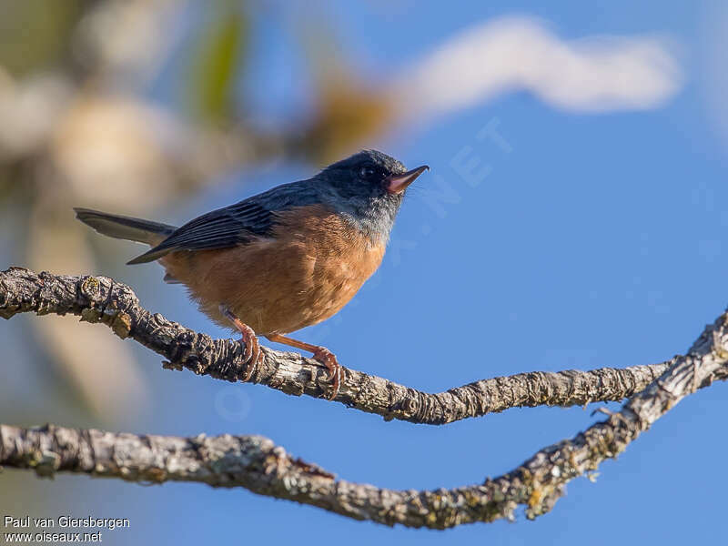 Cinnamon-bellied Flowerpiercer male adult, identification