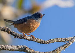 Cinnamon-bellied Flowerpiercer