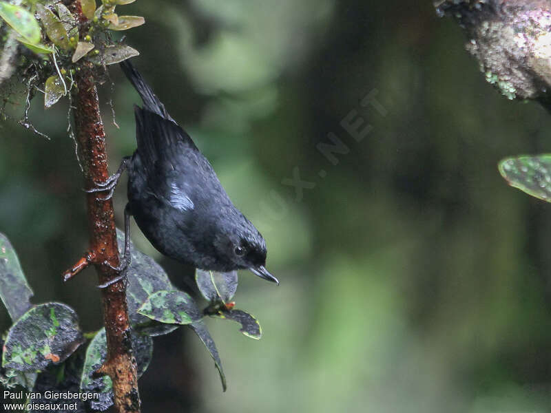 Glossy Flowerpierceradult, pigmentation, Behaviour