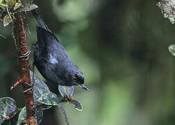 Glossy Flowerpiercer