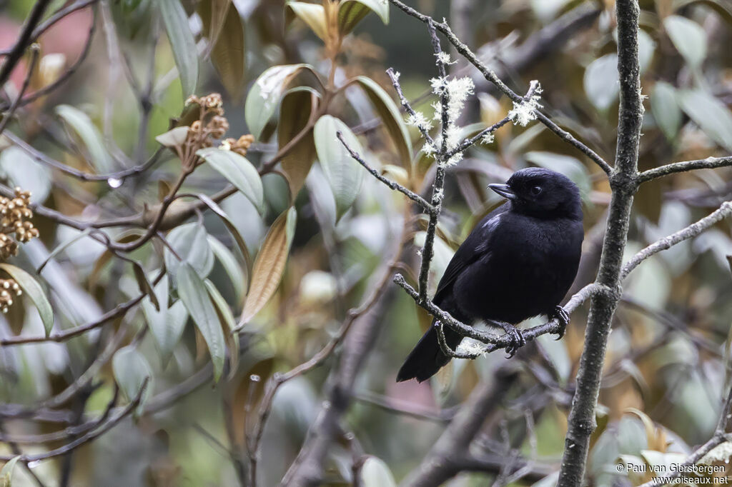 Glossy Flowerpierceradult