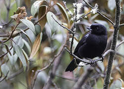 Glossy Flowerpiercer