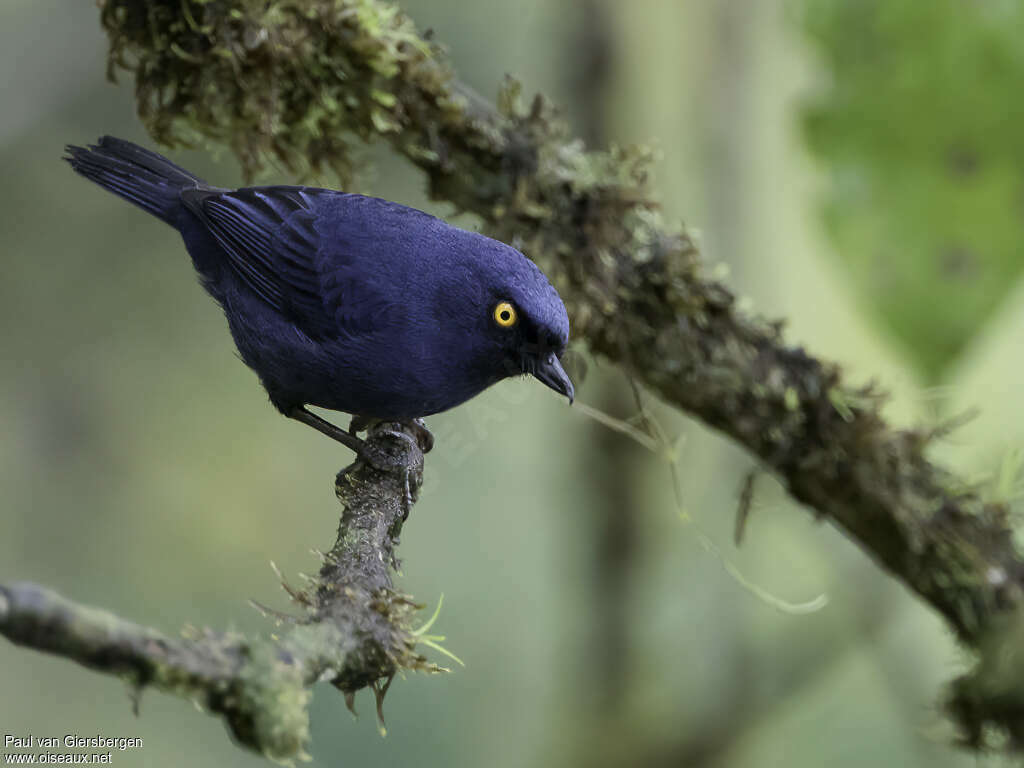 Golden-eyed Flowerpierceradult, close-up portrait