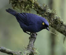 Golden-eyed Flowerpiercer