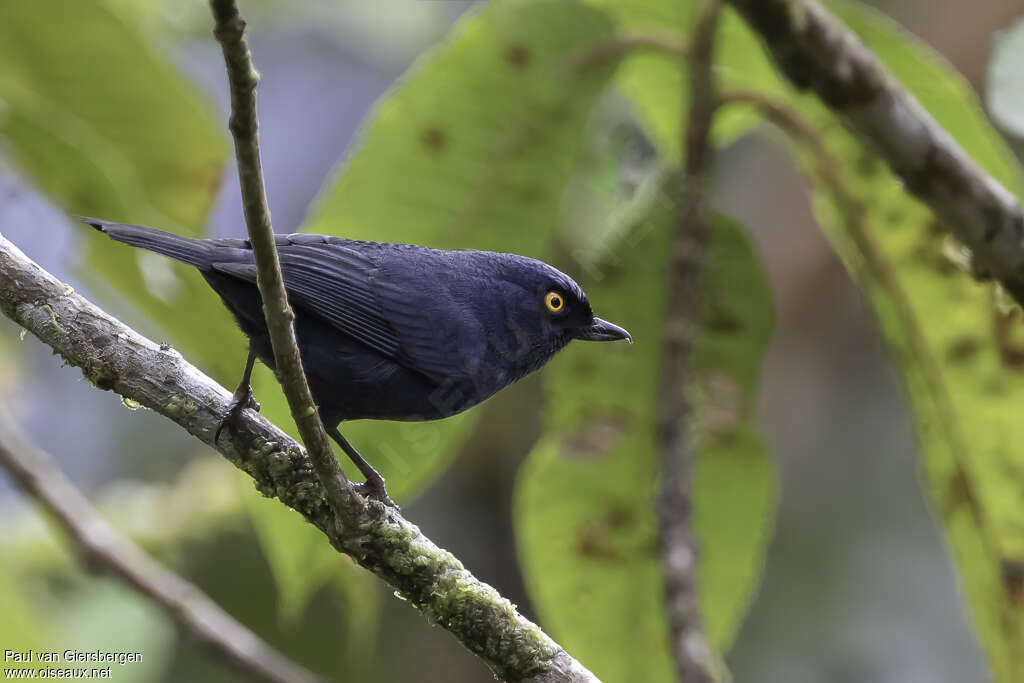 Golden-eyed Flowerpierceradult, identification