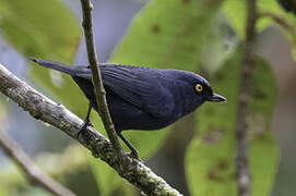 Golden-eyed Flowerpiercer