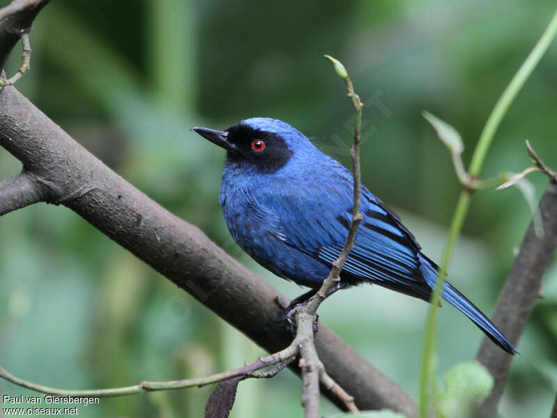 Masked Flowerpierceradult, identification