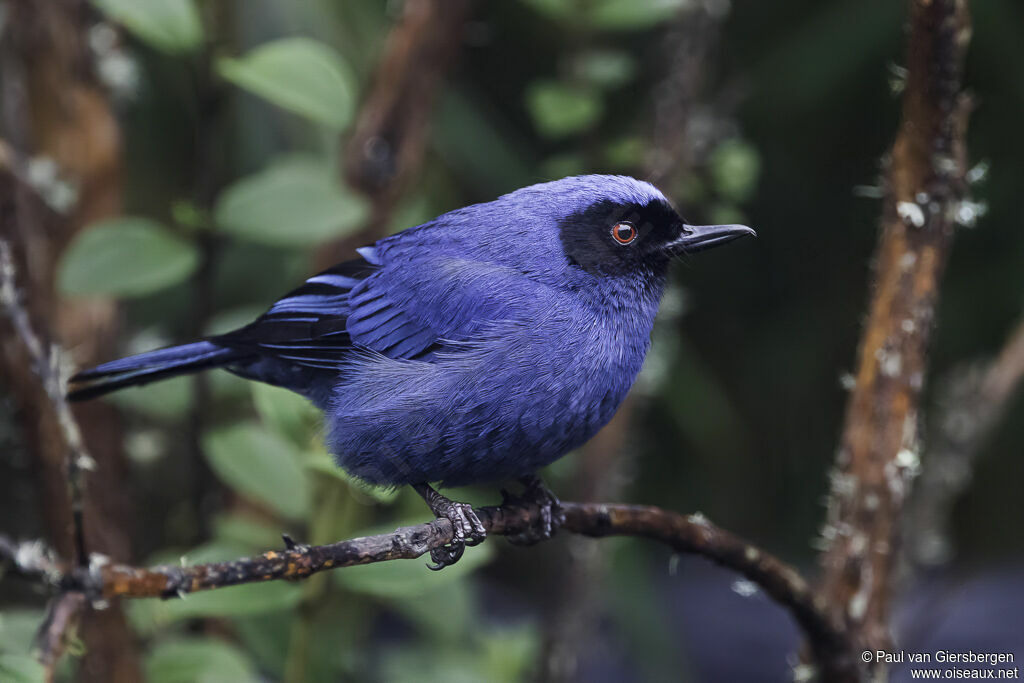 Masked Flowerpierceradult