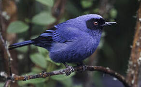 Masked Flowerpiercer