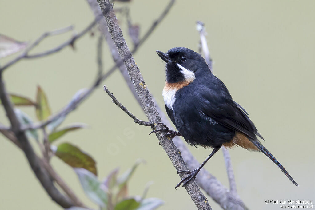 Moustached Flowerpierceradult