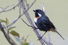 Moustached Flowerpiercer