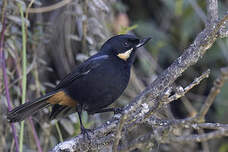 Percefleur moustachu