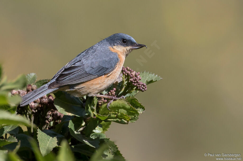 Rusty Flowerpierceradult