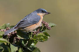 Rusty Flowerpiercer