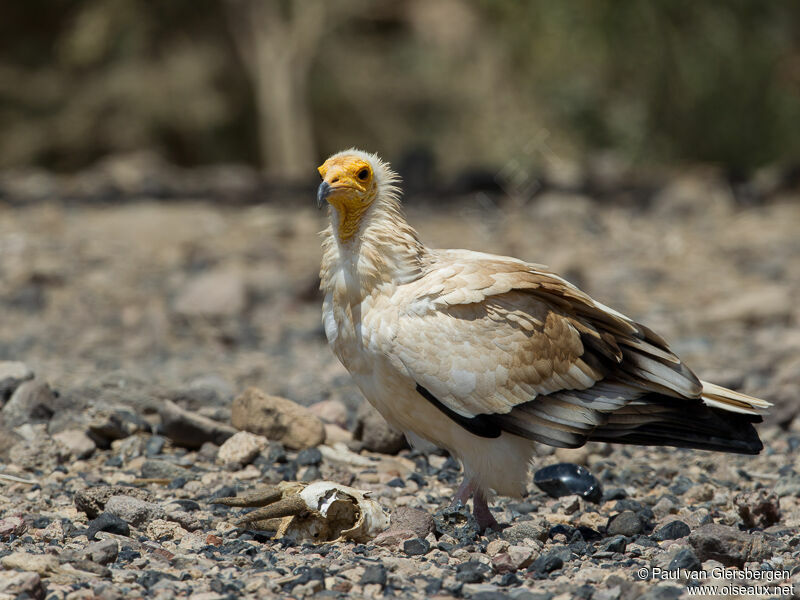 Egyptian Vulture