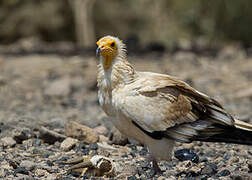 Egyptian Vulture