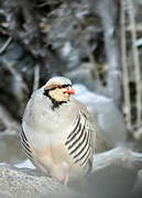 Chukar Partridge